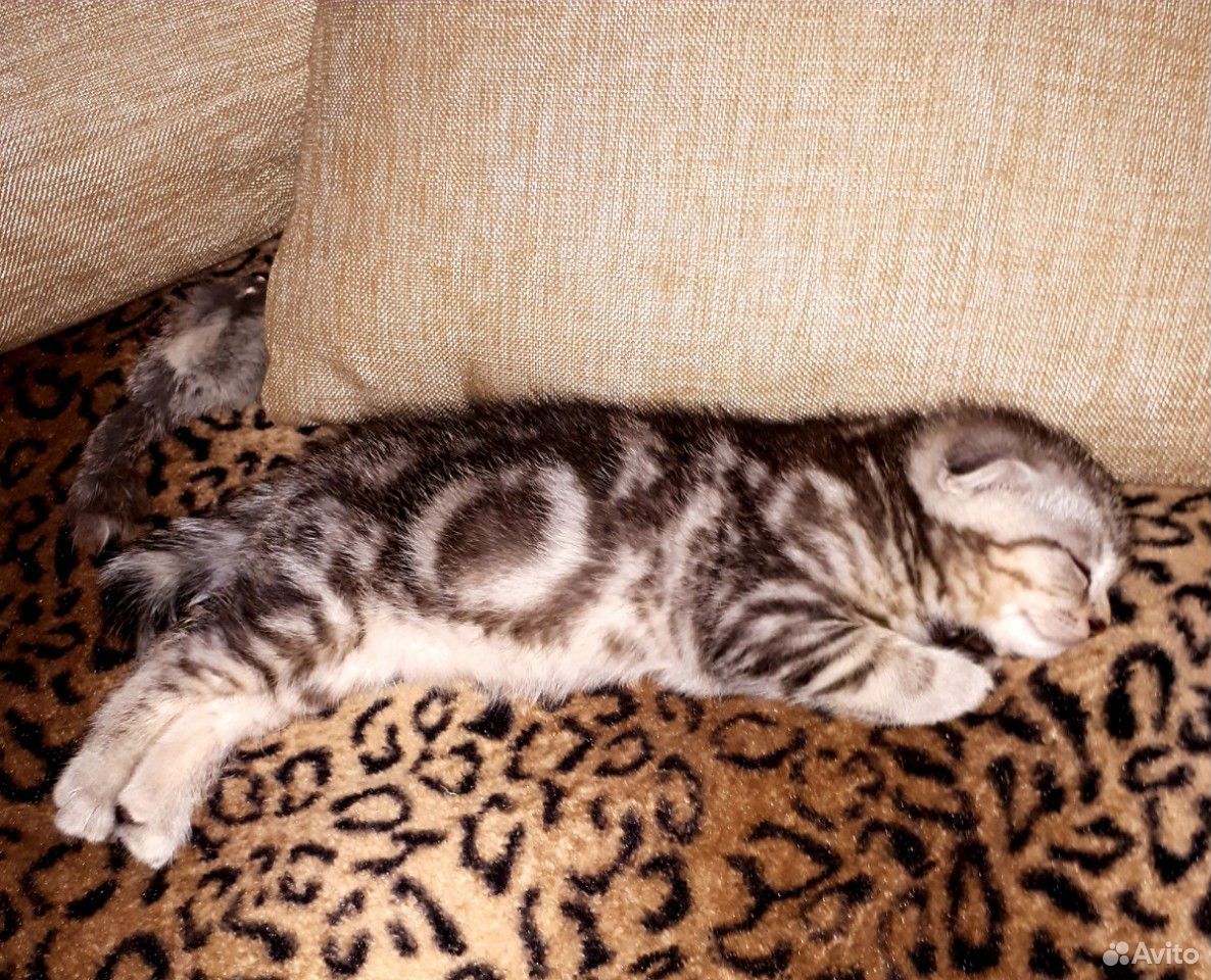 Шотладский котенок купить на Зозу.ру - фотография № 3