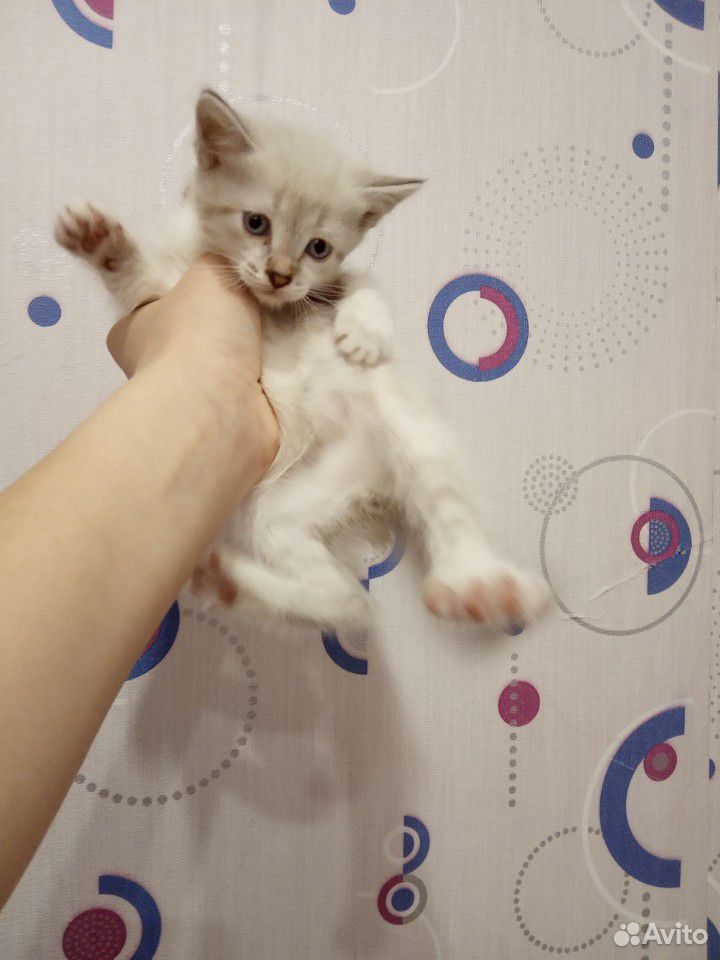 Отдадим котят бесплатно родились 13 марта купить на Зозу.ру - фотография № 7