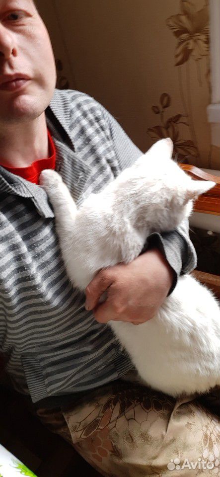 Кот белый Мурзик купить на Зозу.ру - фотография № 5