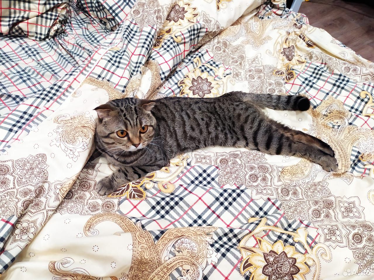 Вязка кота купить на Зозу.ру - фотография № 4