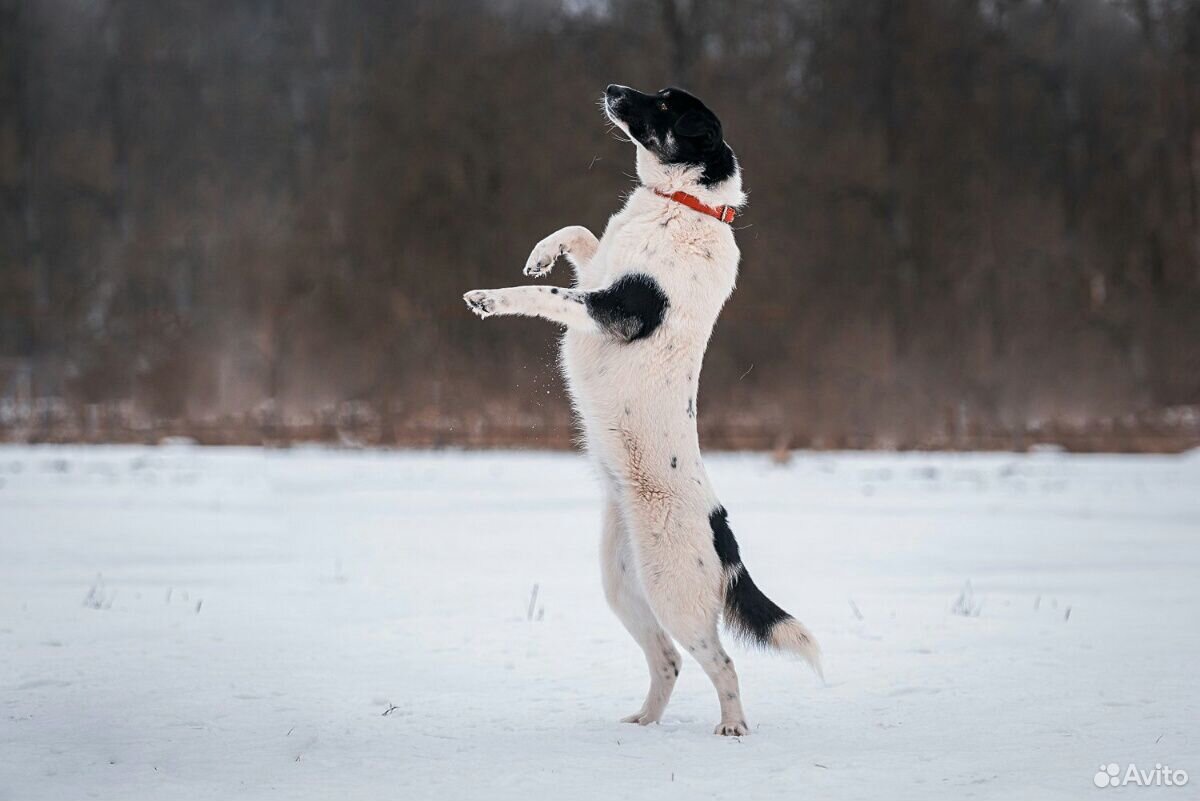 Самая добрая собака ищет дом купить на Зозу.ру - фотография № 5