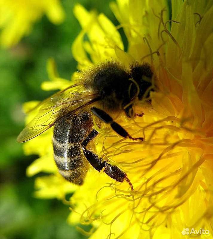 Пчелы Пчелосемьи Рас плод от бруска до бруска купить на Зозу.ру - фотография № 1