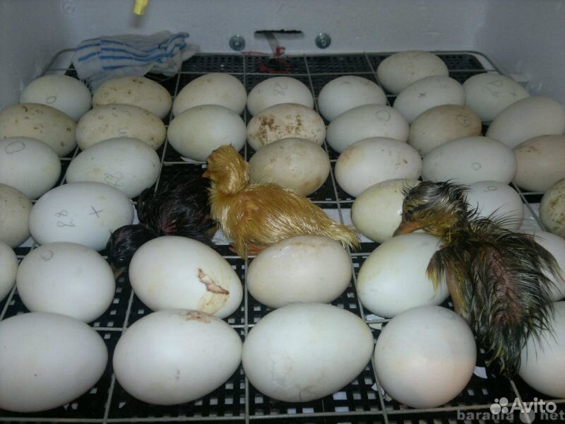 Инкубационное яйцо утиное купить на Зозу.ру - фотография № 2