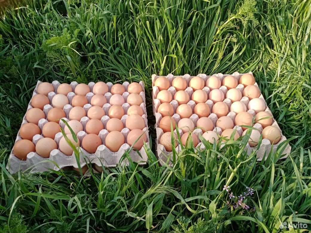Яйцо инкубационное, петухи купить на Зозу.ру - фотография № 5