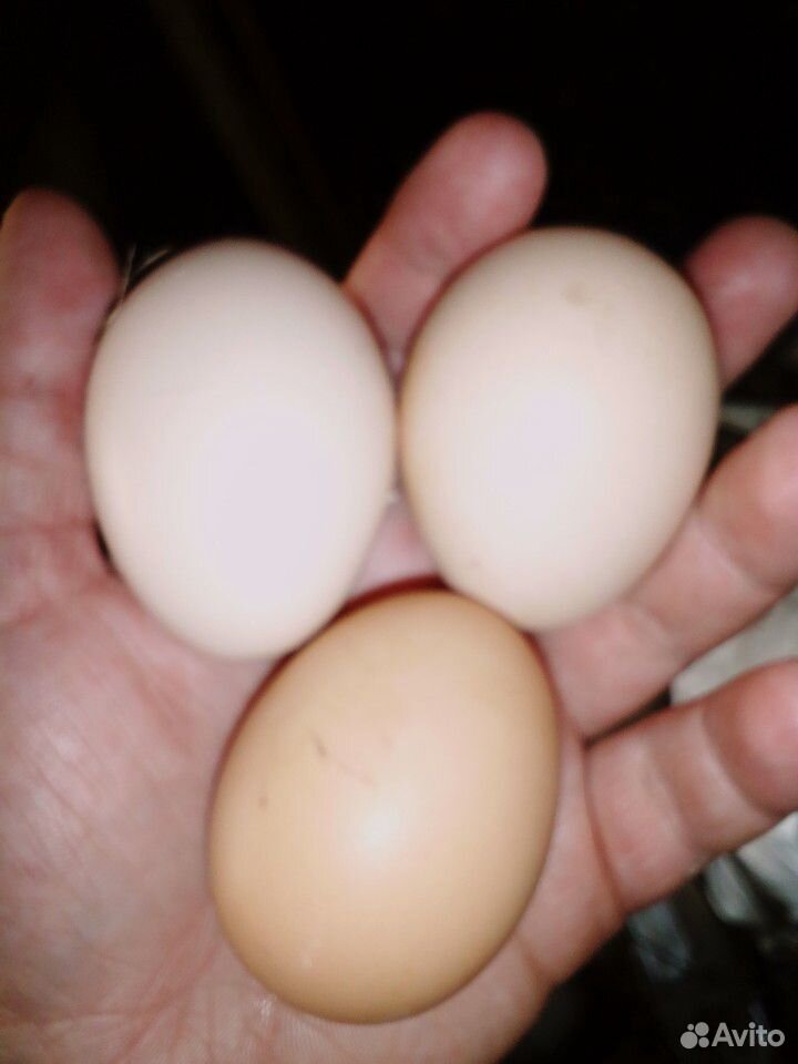 Яйца инкубационные куриные соберу под заказ купить на Зозу.ру - фотография № 1