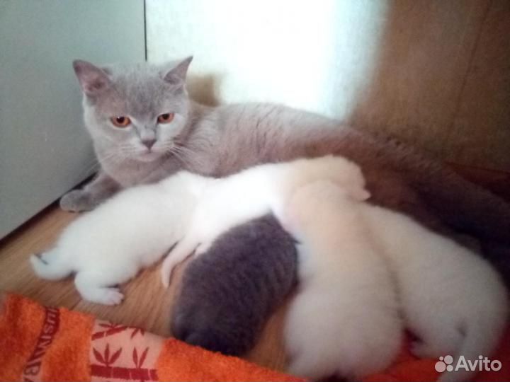 Британские белые котята купить на Зозу.ру - фотография № 5