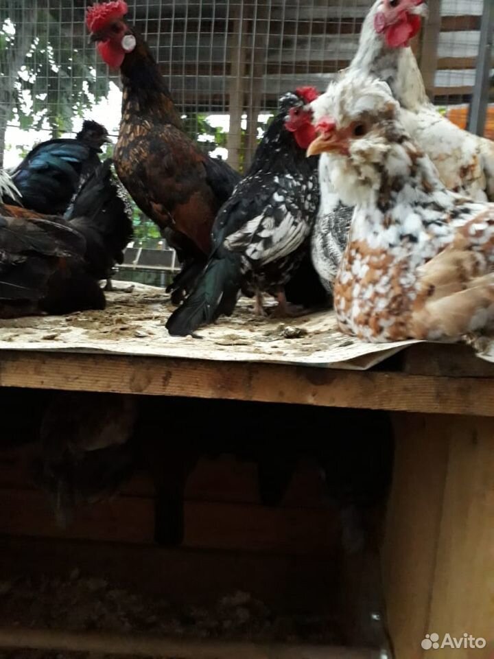 Утята, цыплята, инкубационное яйцо купить на Зозу.ру - фотография № 9
