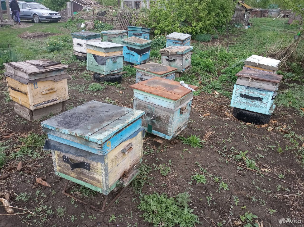 Пчелосемьи и ульи купить на Зозу.ру - фотография № 1