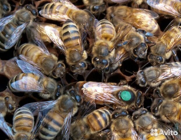 Отводки пчёл, пчелосемьи купить на Зозу.ру - фотография № 1