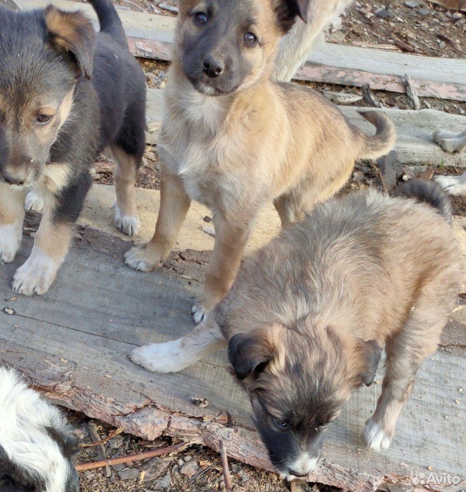 Отдам щенков-дворян от собаки на предприятии купить на Зозу.ру - фотография № 5