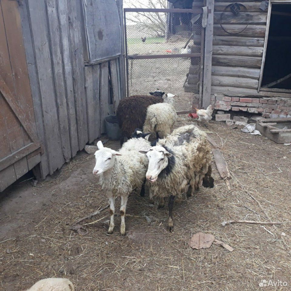 Продам овец купить на Зозу.ру - фотография № 3