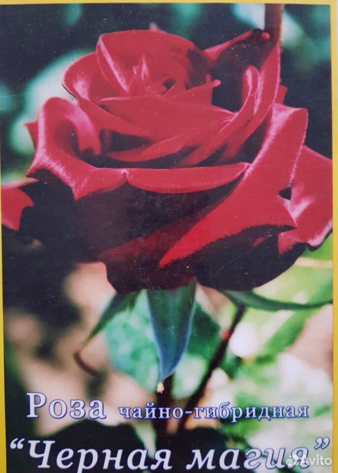 Розы купить на Зозу.ру - фотография № 9