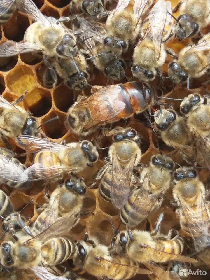 Пчеломатки купить на Зозу.ру - фотография № 2