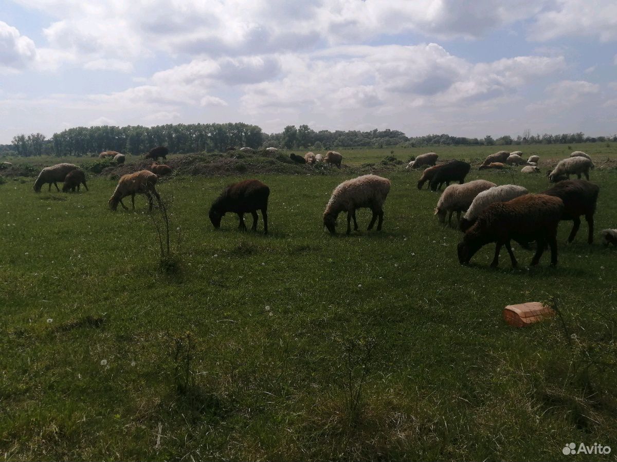 Овцематки купить на Зозу.ру - фотография № 5