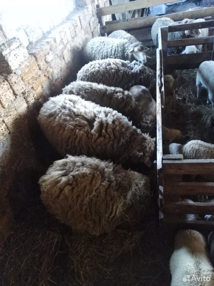 Барашки овце матки 5 шт купить на Зозу.ру - фотография № 2