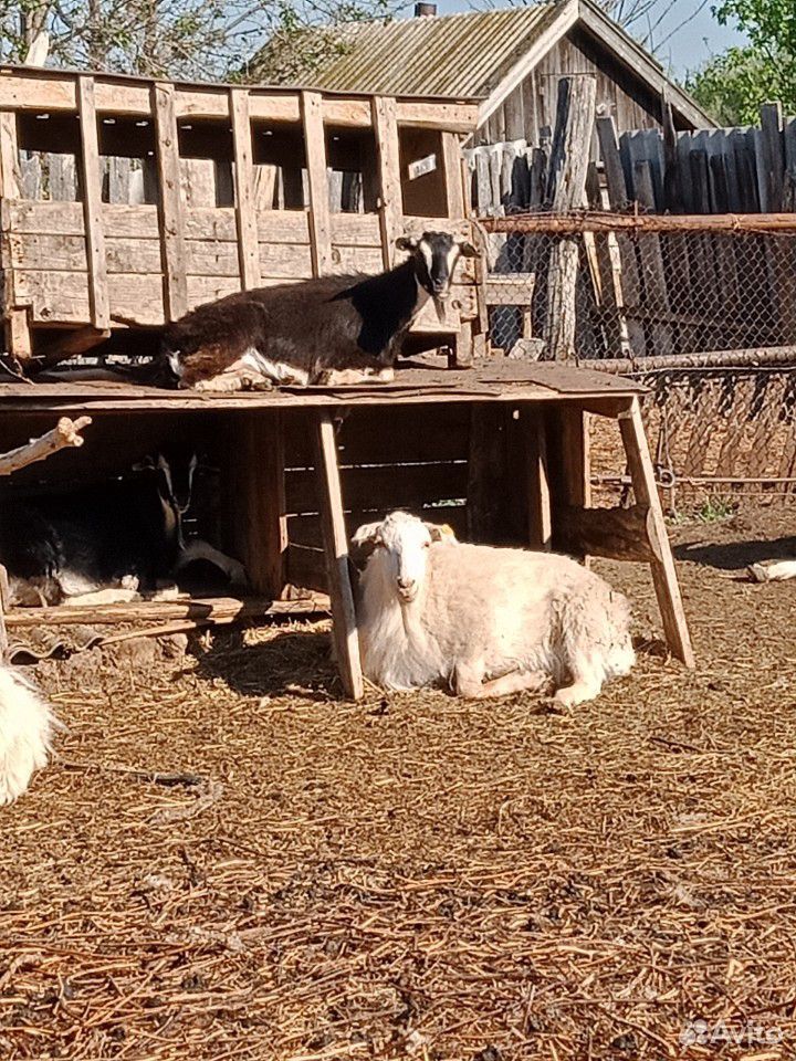 Есть в наличии дойные козы,козлята, мясо козлятины купить на Зозу.ру - фотография № 3