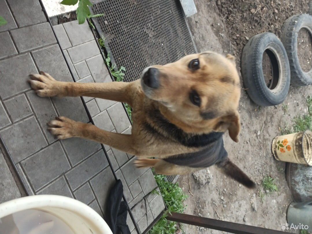 Приблудилась собака кобель купить на Зозу.ру - фотография № 1