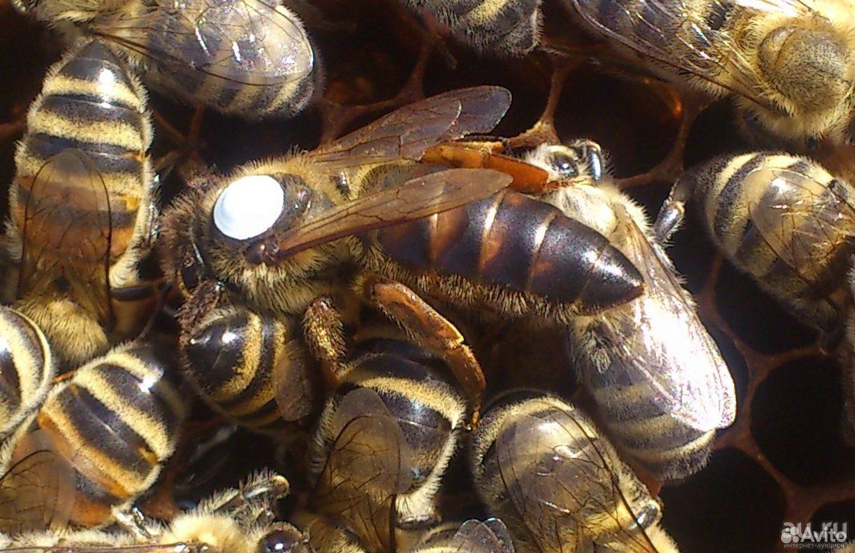 Матка пчелы карпатка купить на Зозу.ру - фотография № 1
