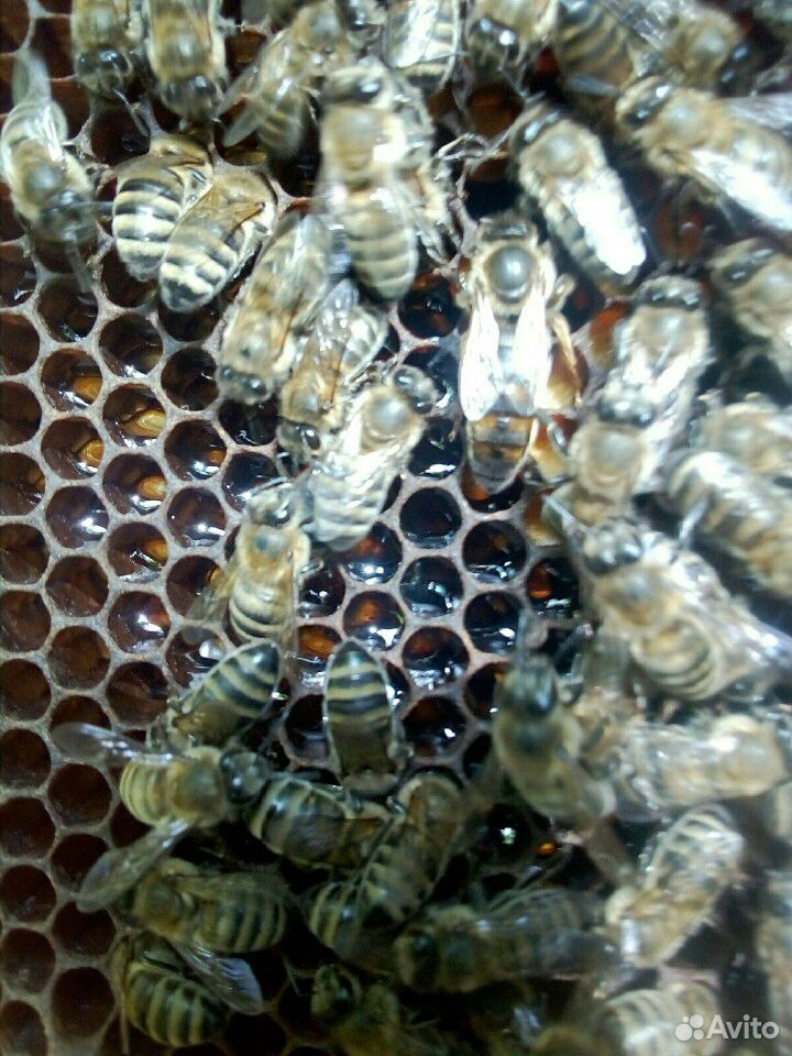 Плодные пчеломатки 2020. Кавказянка купить на Зозу.ру - фотография № 2