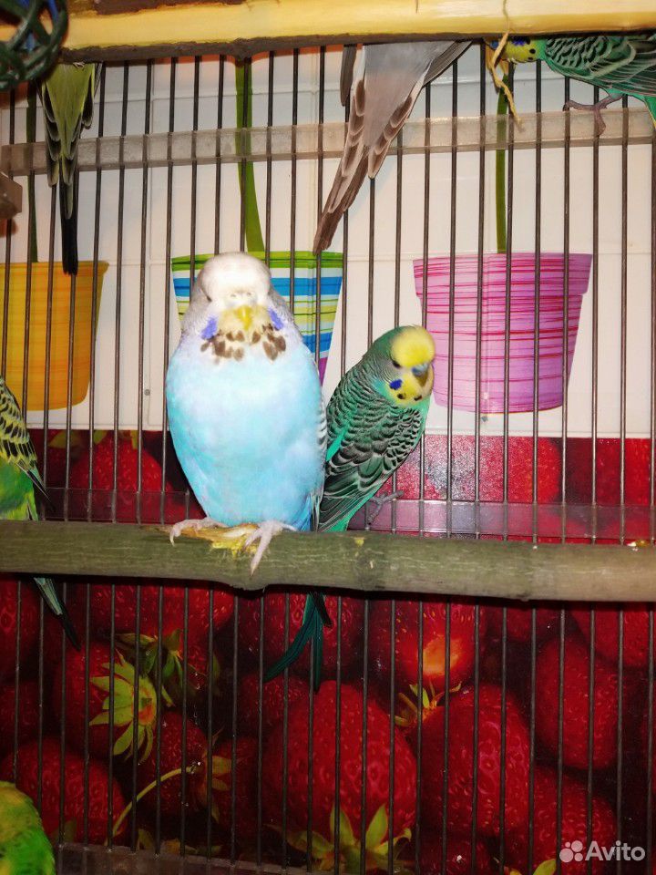 Волнистые попугаи-Взрослые самцы купить на Зозу.ру - фотография № 2