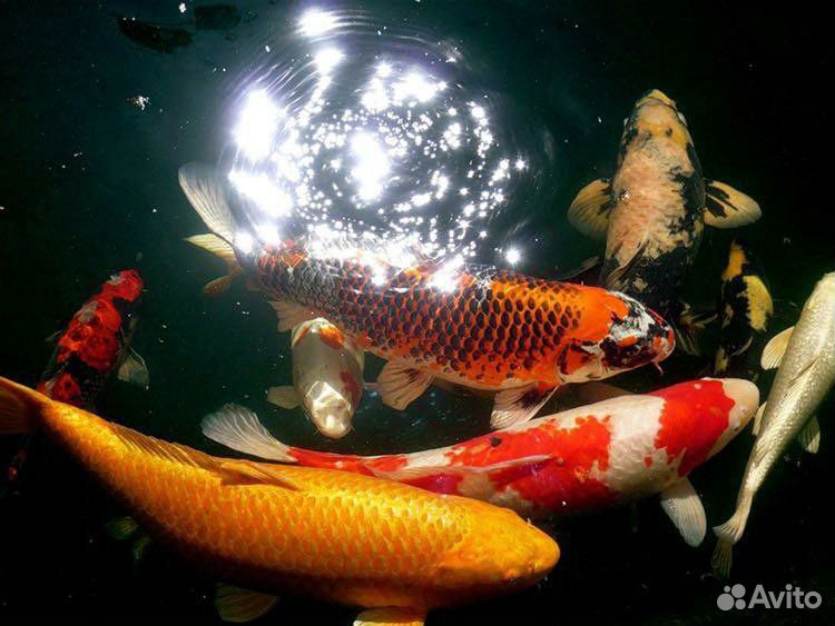 Рыбы кои (золотые рыбки) купить на Зозу.ру - фотография № 3