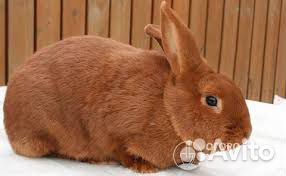 Продам крола новозеланского красного кролика купить на Зозу.ру - фотография № 1