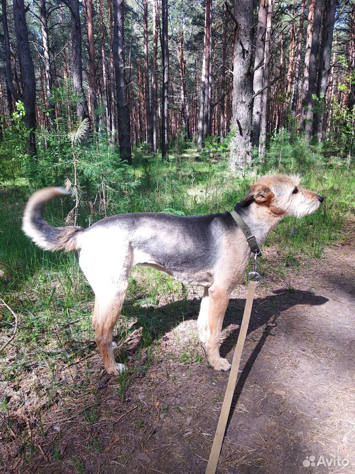 Собака Баффи ищет дом или передержку купить на Зозу.ру - фотография № 3
