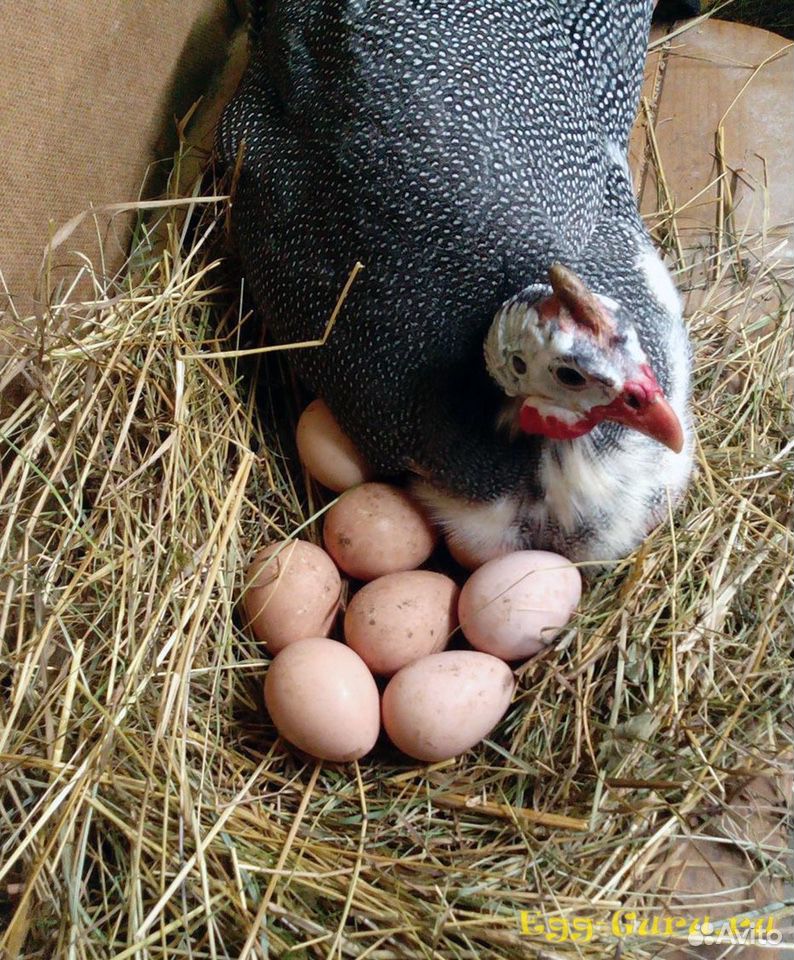 Продажа яиц цесарок купить на Зозу.ру - фотография № 1