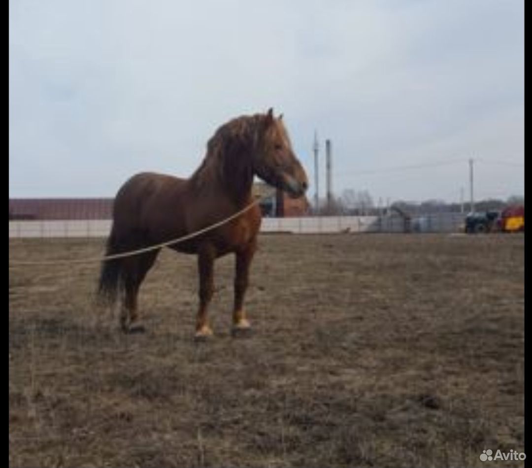 Жеребец лошадь купить на Зозу.ру - фотография № 1