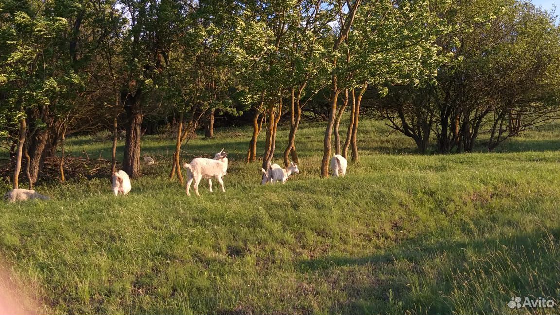 Козы,козлята(возраст 3-5 мес) цена договорная купить на Зозу.ру - фотография № 3