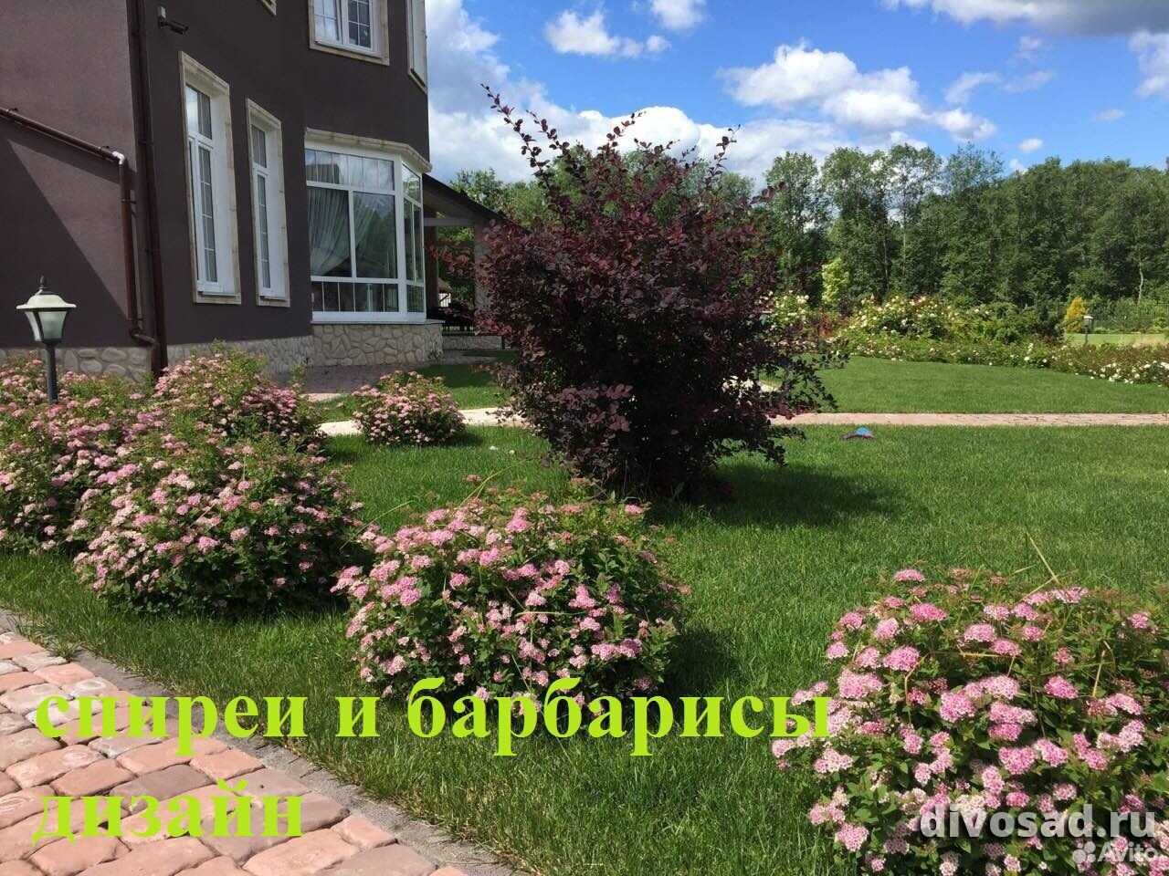 Цветы, кустарники для дизайна сада купить на Зозу.ру - фотография № 7