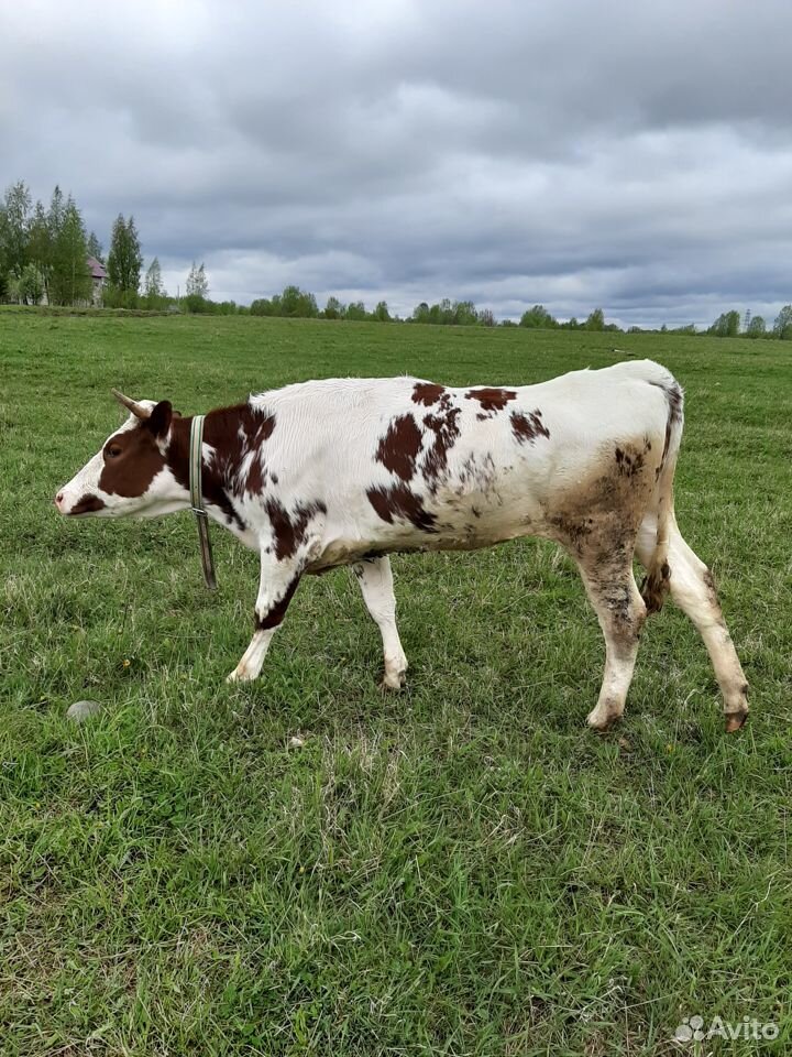 Продаются две коровы 1.5 года нетели. Одна покрыта купить на Зозу.ру - фотография № 4