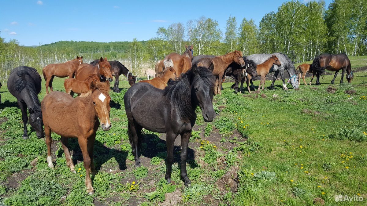 Лошади башкирской породы купить на Зозу.ру - фотография № 1