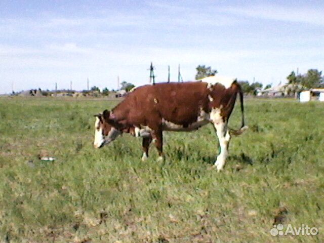 Продаётся тёлка от высокоудойной коровы купить на Зозу.ру - фотография № 2