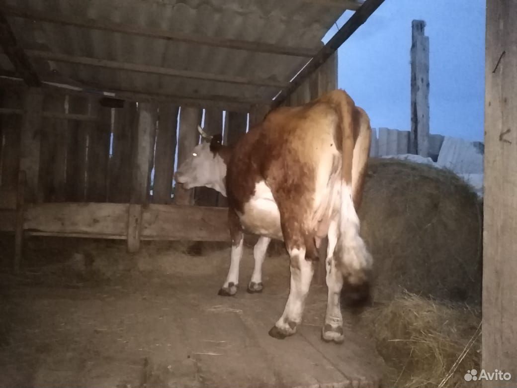Продам корову должна наднях отелится 3 телёнот буд купить на Зозу.ру - фотография № 5