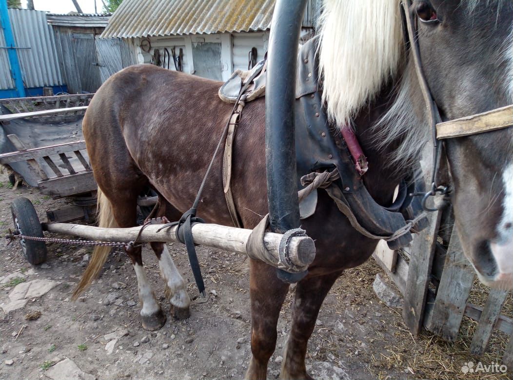 Лошадь обученная купить на Зозу.ру - фотография № 7