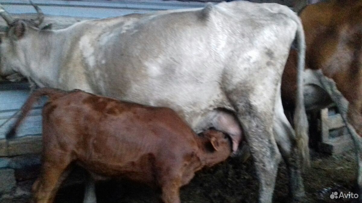 Дойная корова с телёнком купить на Зозу.ру - фотография № 2