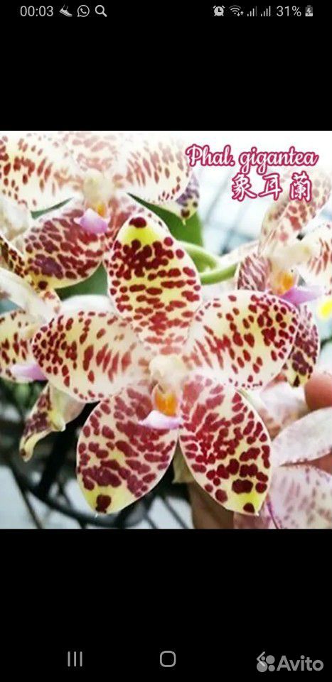 Орхидея. гигантея купить на Зозу.ру - фотография № 1