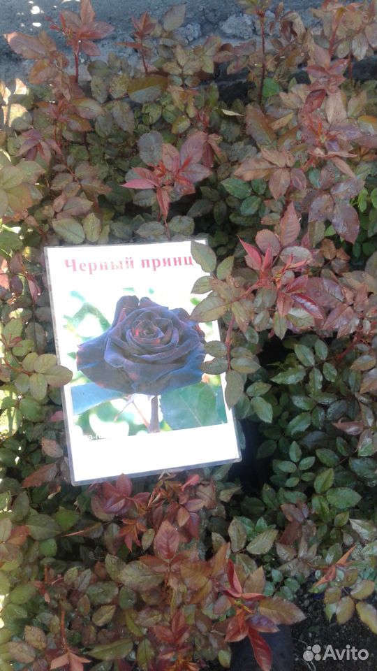 Розы купить на Зозу.ру - фотография № 3