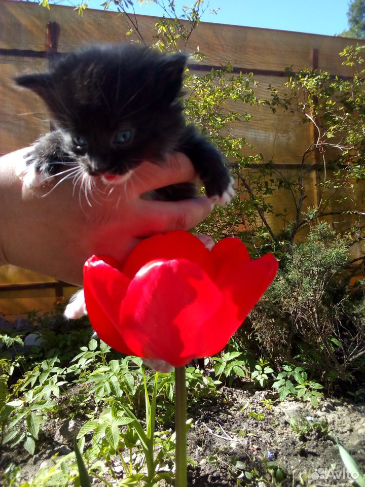 Черно-белые котятки 1 месяц купить на Зозу.ру - фотография № 2