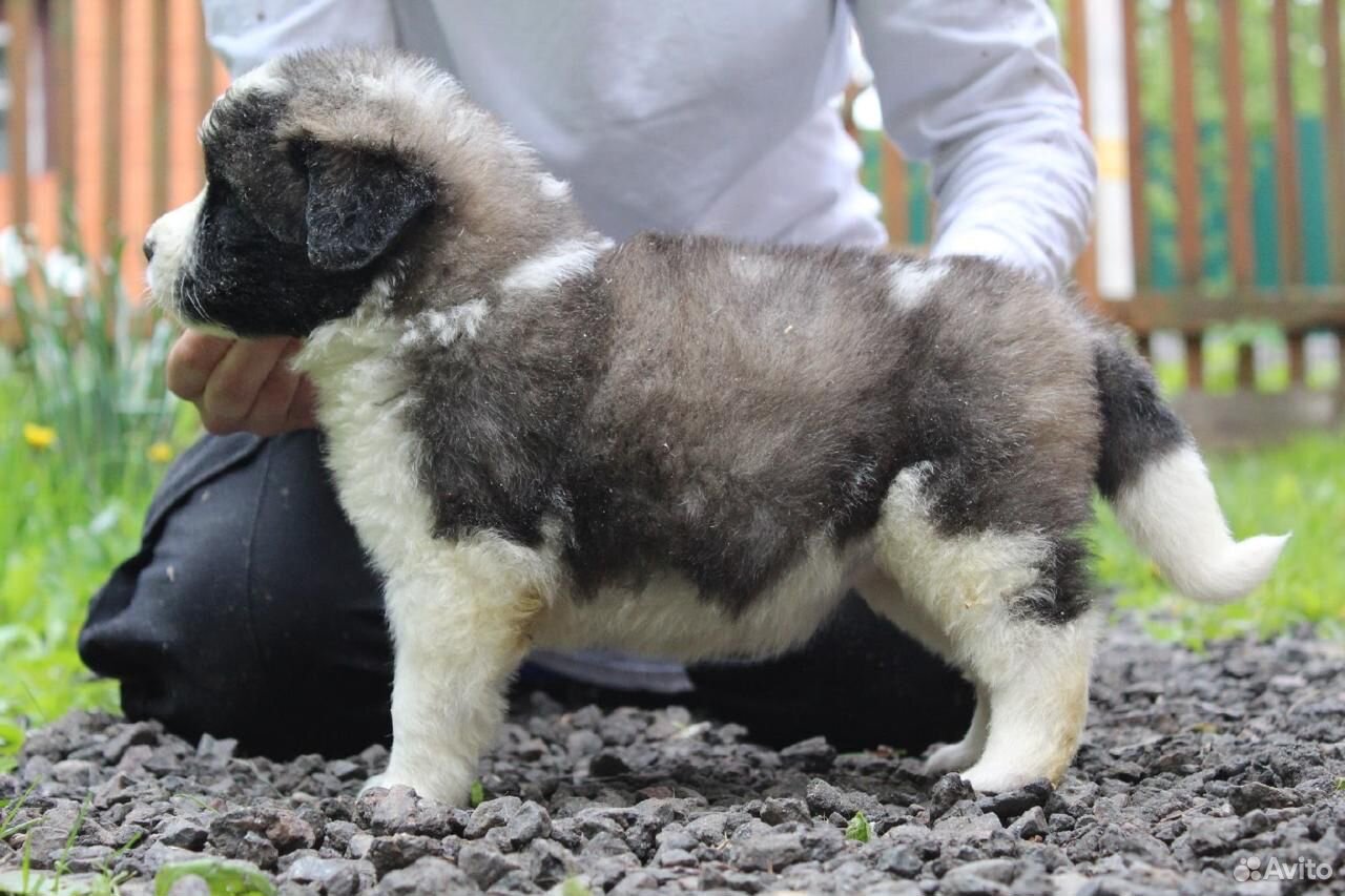 Купить Московскую Сторожевую Чита