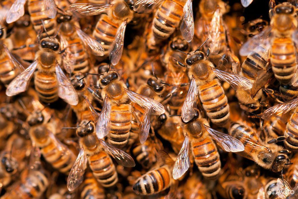 Продаются пчелы купить на Зозу.ру - фотография № 1