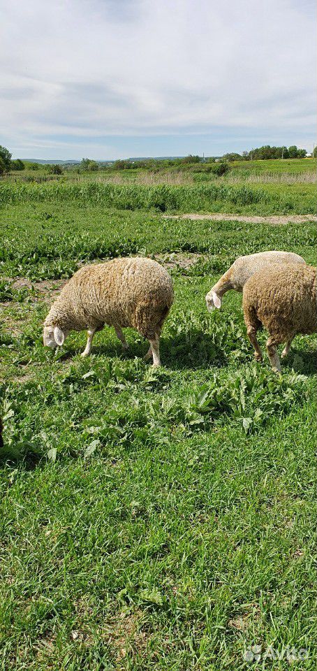 Мериноланд бараны и овцы купить на Зозу.ру - фотография № 5