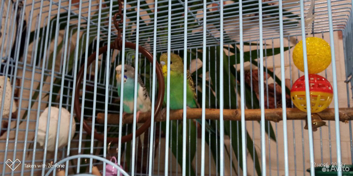Продам попугаев с клеткой купить на Зозу.ру - фотография № 1