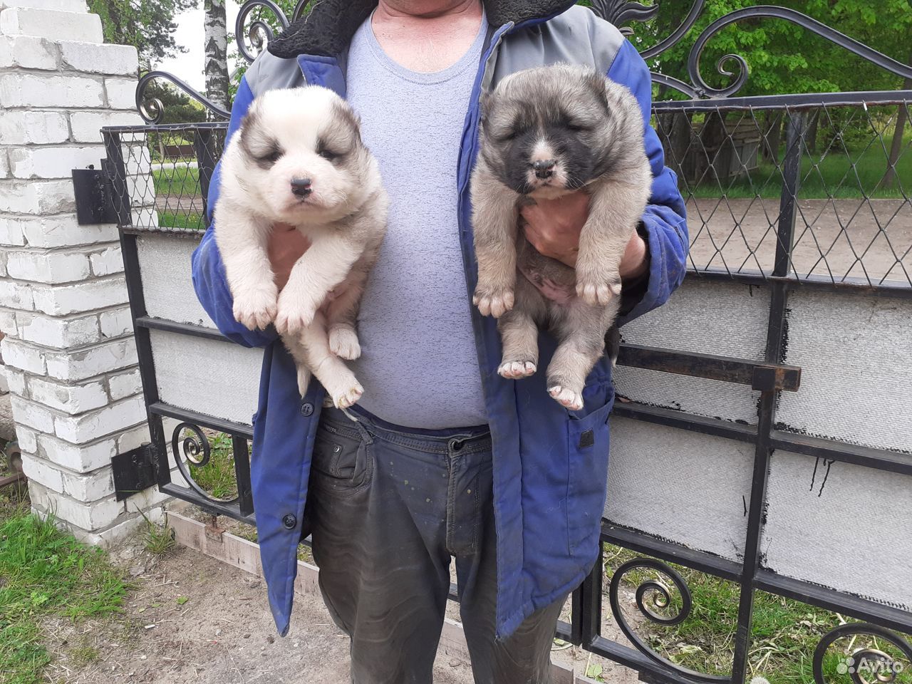 Продаются щенки купить на Зозу.ру - фотография № 1