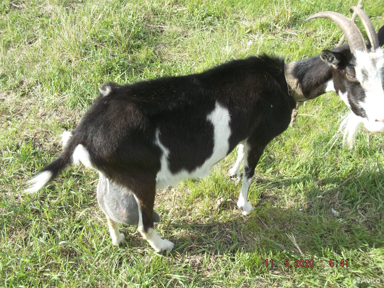 Продаётся крупная здоровая коза купить на Зозу.ру - фотография № 1