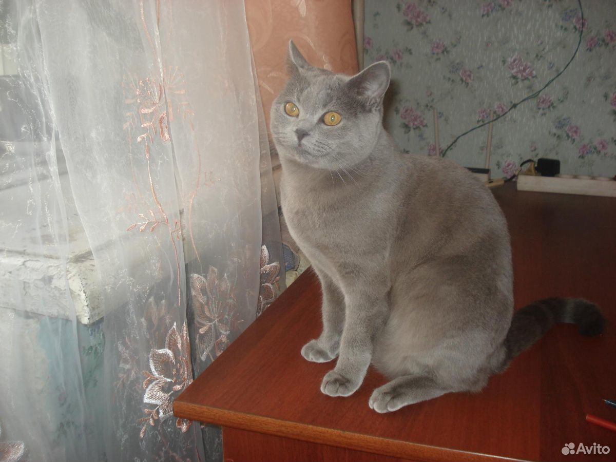 Британский котенок купить на Зозу.ру - фотография № 9