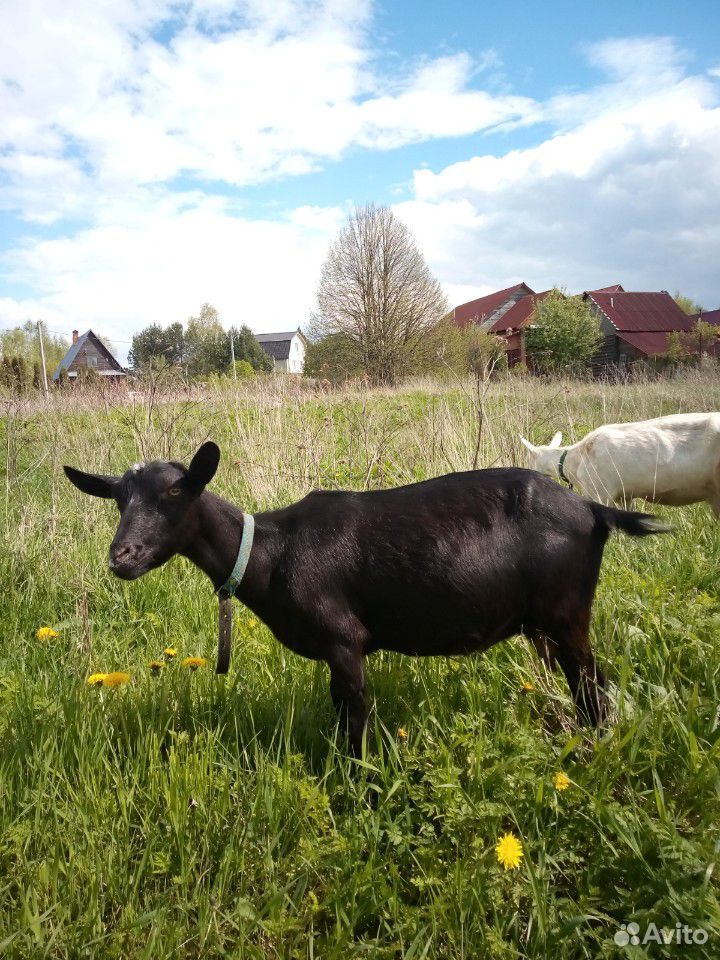 Альпийская коза купить на Зозу.ру - фотография № 2