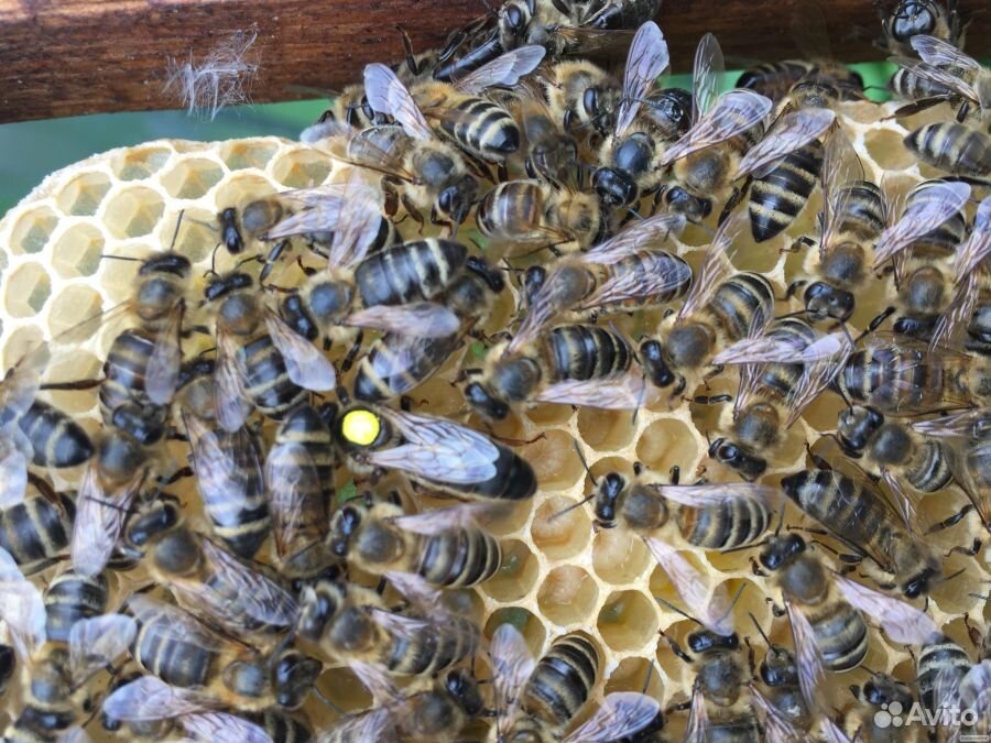 Пчелы отводки на 2х рамках с плодной маткой 2020 г купить на Зозу.ру - фотография № 1