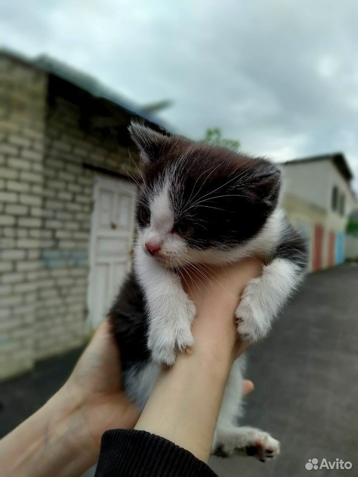 Кошечка 1,5 месяца купить на Зозу.ру - фотография № 1